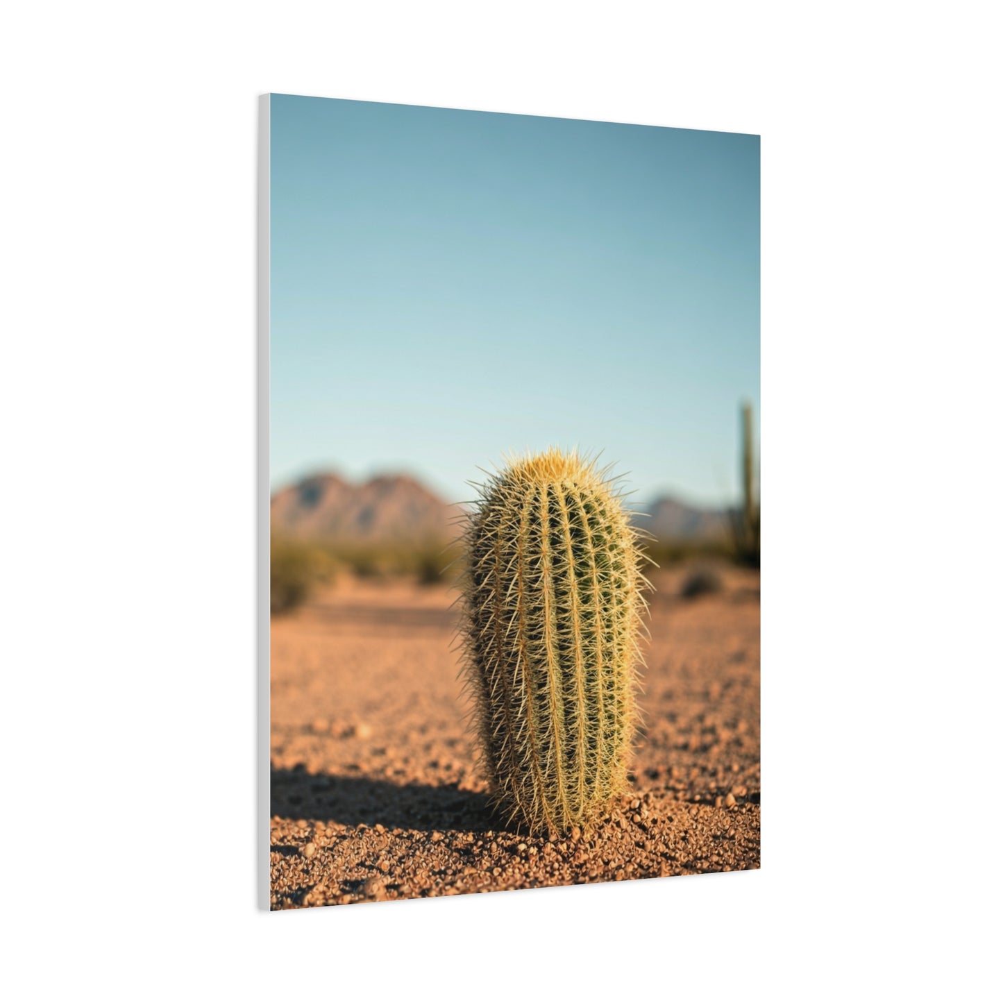Barrel Cactus Desert Minimalism Wall Art & Canvas Prints
