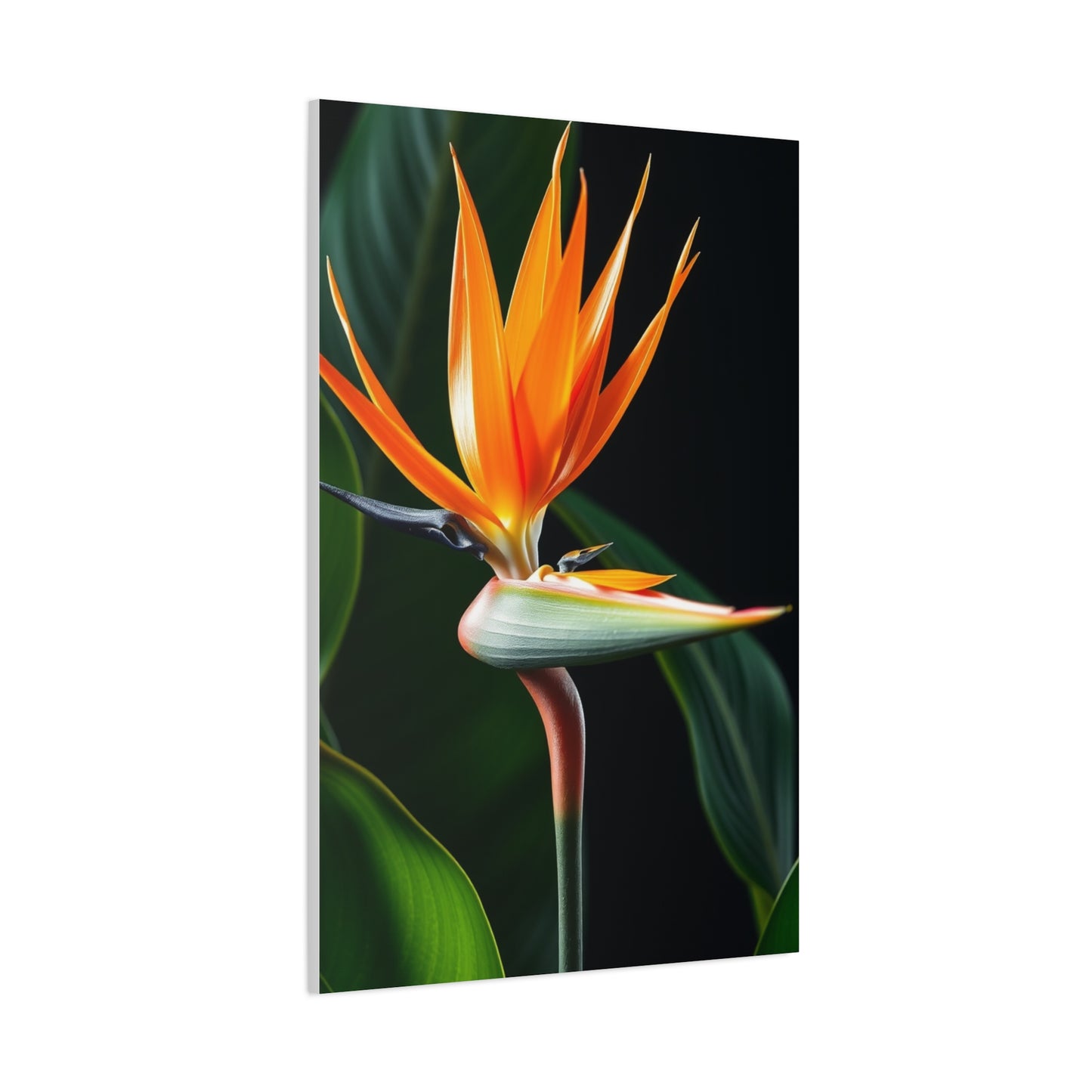 Supreme Bird of Paradise Plant Art Beautiful Collection Wall Art & Canvas Print