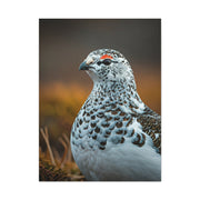Snowy Grouse Portrait Wall Art & Canvas Prints