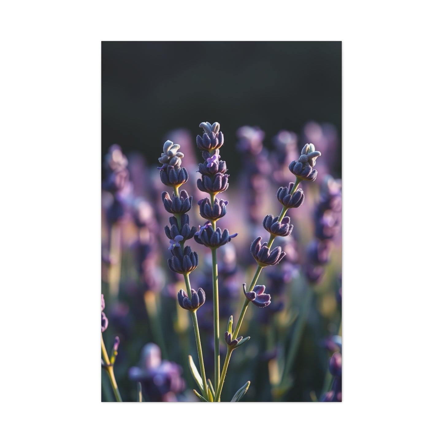 Lavender Herb Art Canvas Art 9 Wall Art & Canvas Print