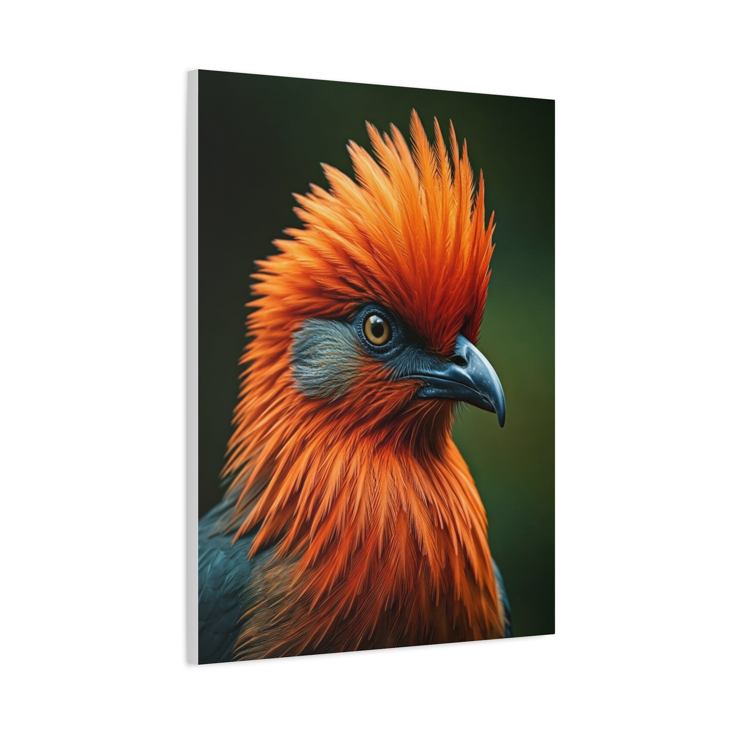 Andean Cock-of-the-Rock Portrait Wall Art & Canvas Prints
