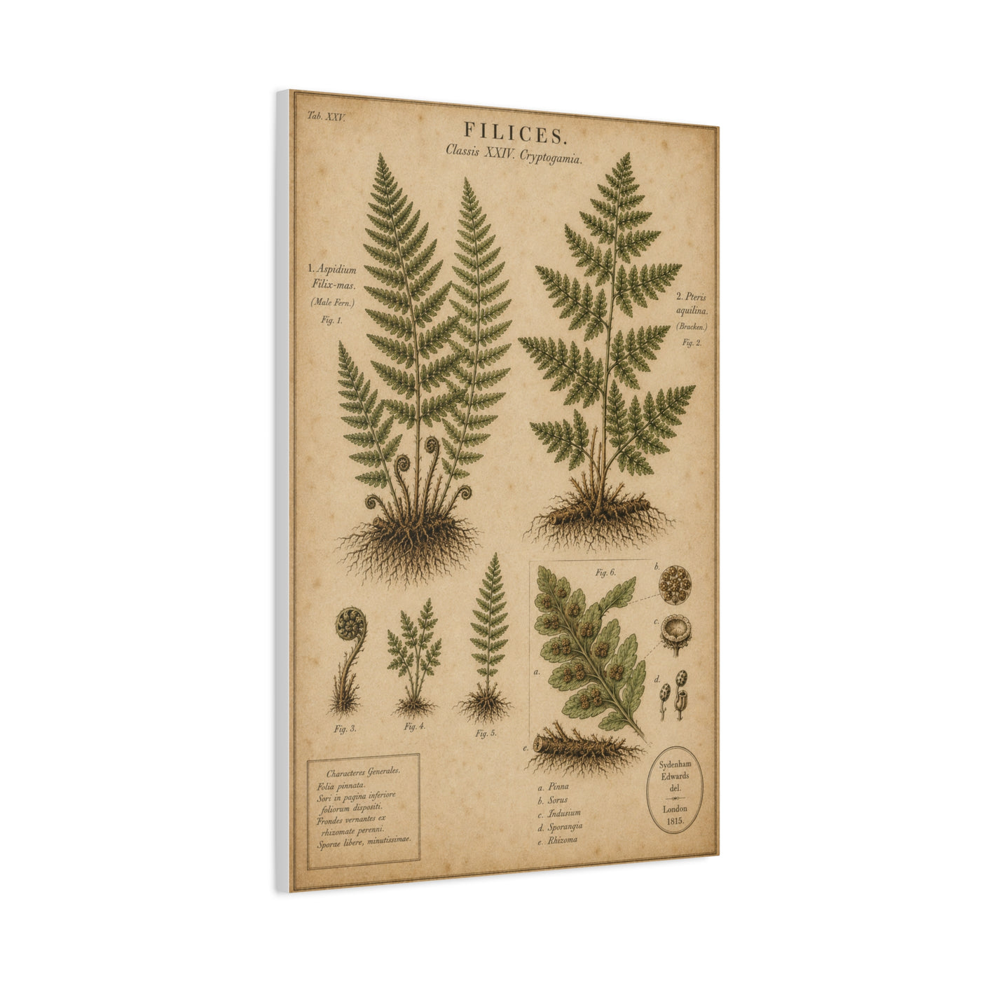 Antique Fern Herbarium Plate Wall Art & Canvas Print