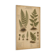 Antique Fern Herbarium Plate Wall Art & Canvas Print