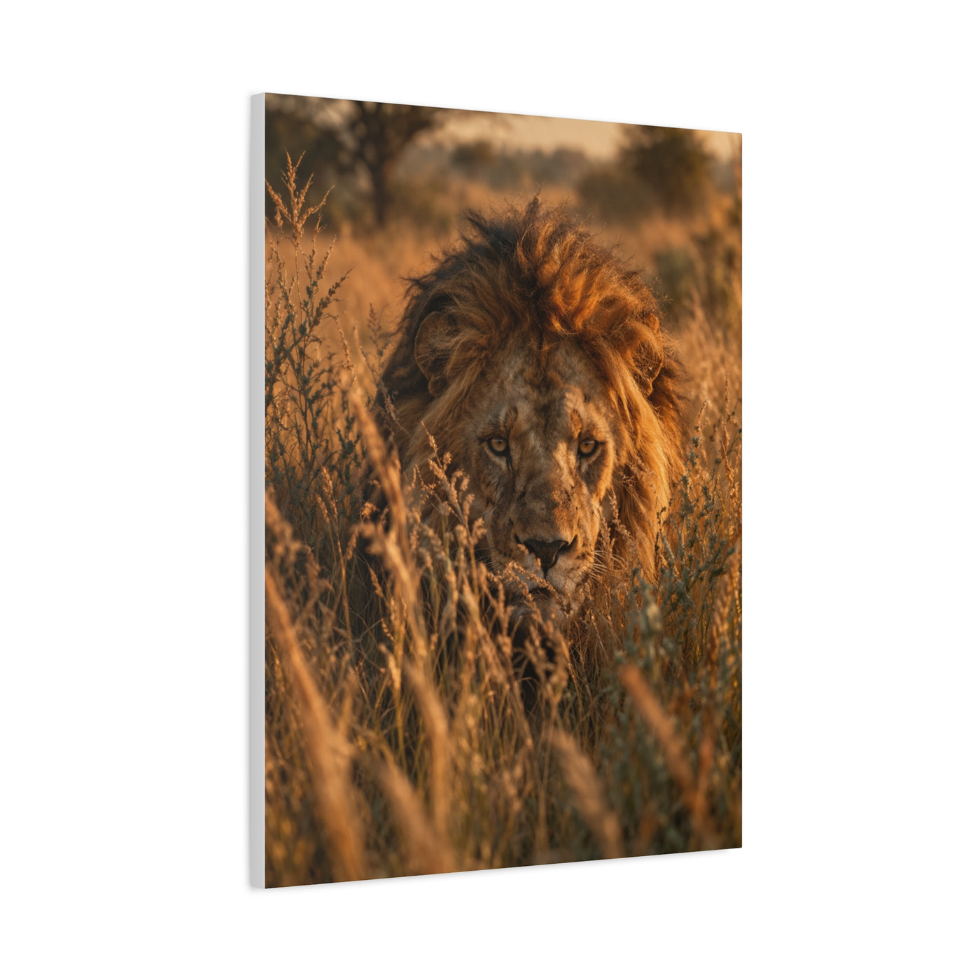Lion Stalking Through Savannah Grass Wall Art & Canvas Print
