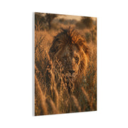 Lion Stalking Through Savannah Grass Wall Art & Canvas Print