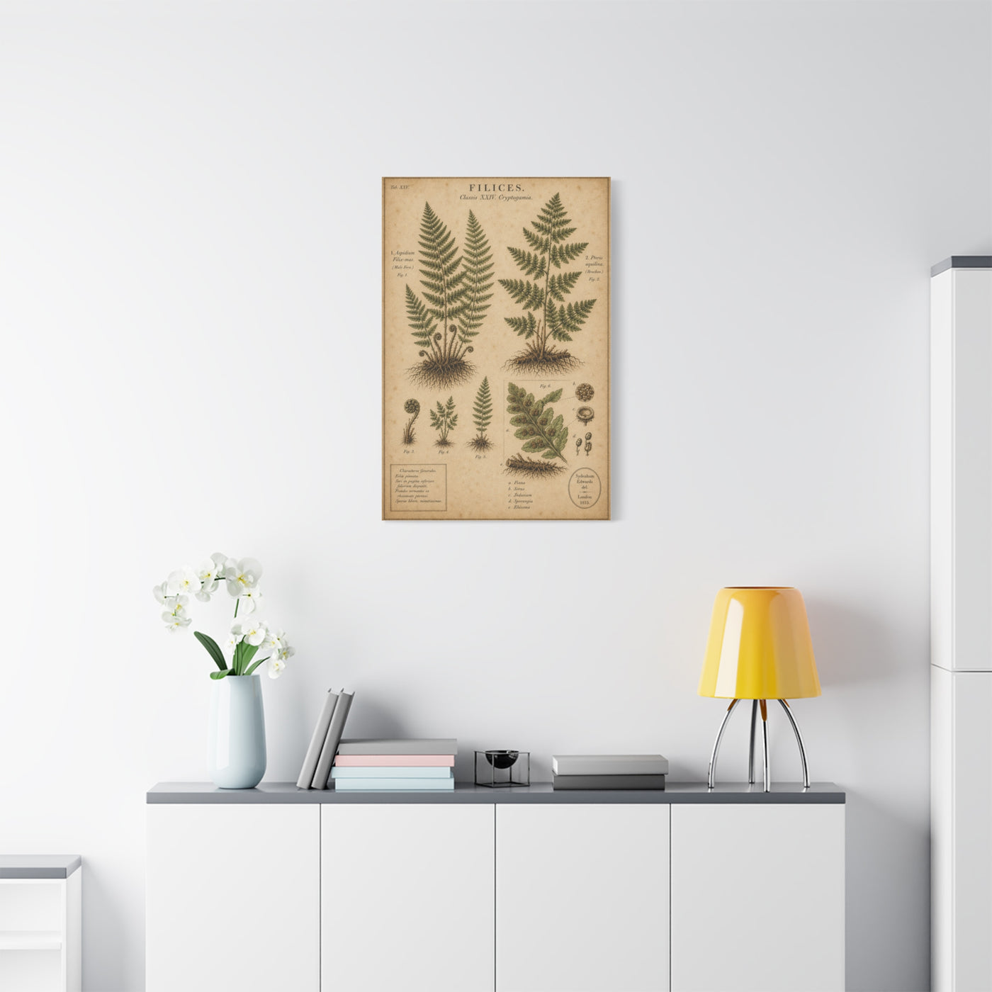 Antique Fern Herbarium Plate Wall Art & Canvas Print