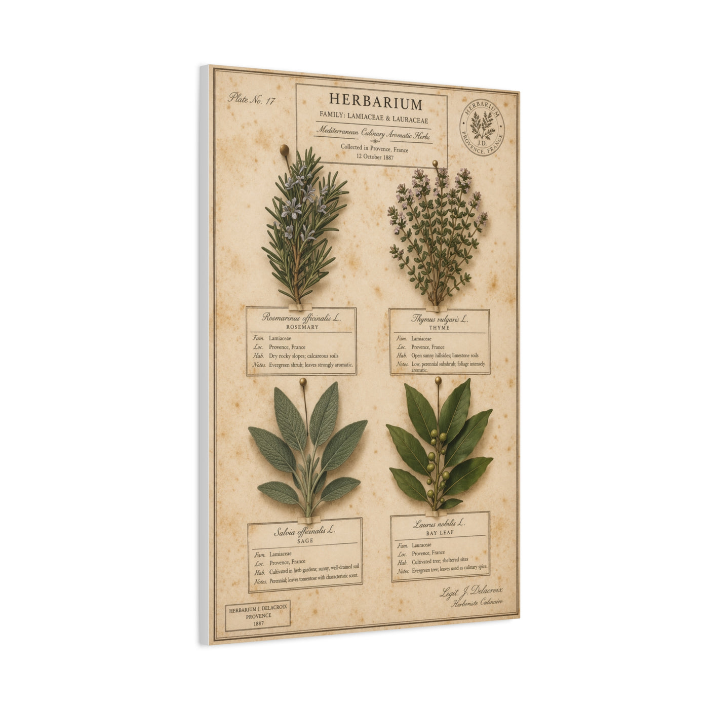 Vintage Herbarium Culinary Study Wall Art & Canvas Print