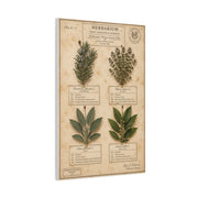Vintage Herbarium Culinary Study Wall Art & Canvas Print