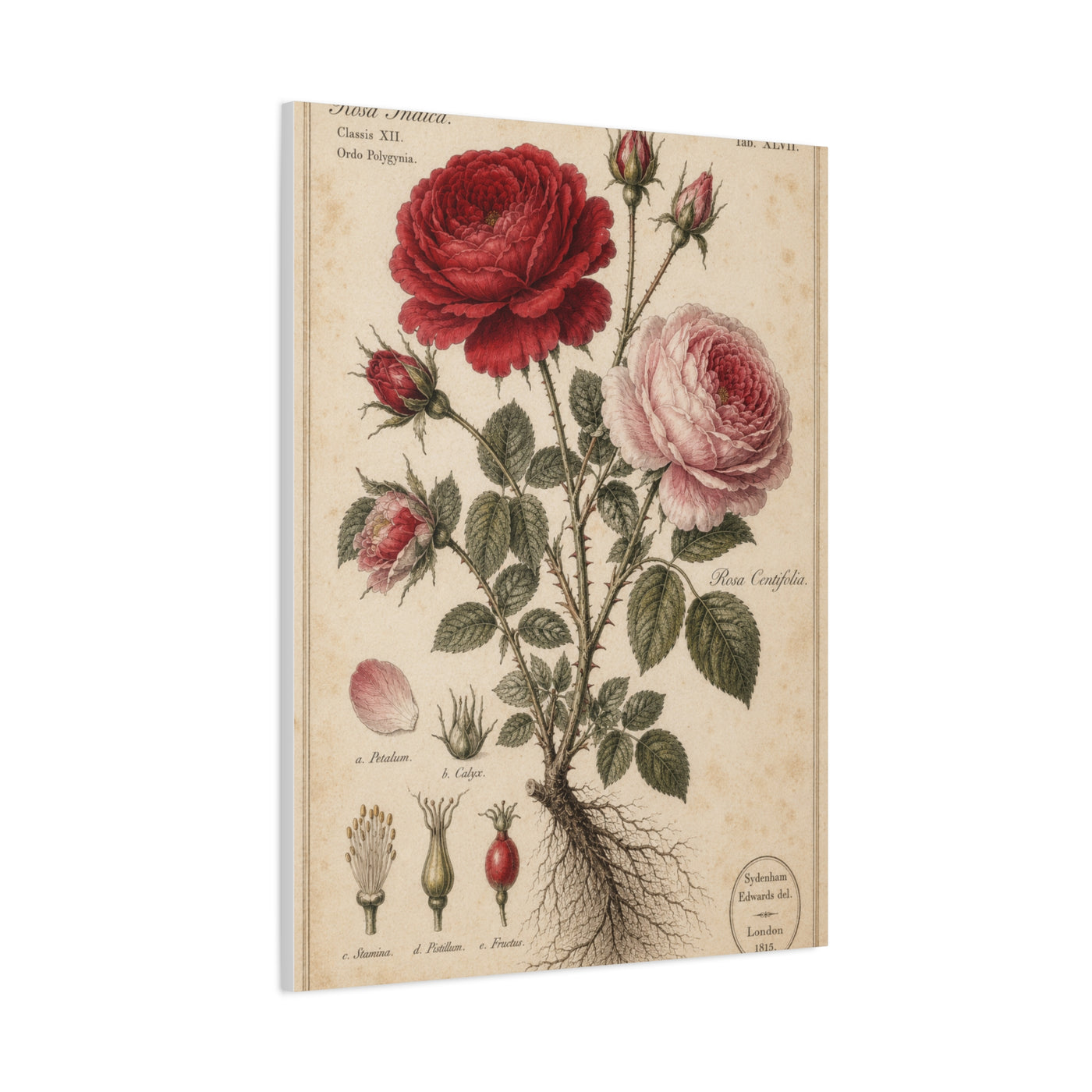 Victorian Rose Botanical Study Wall Art & Canvas Print
