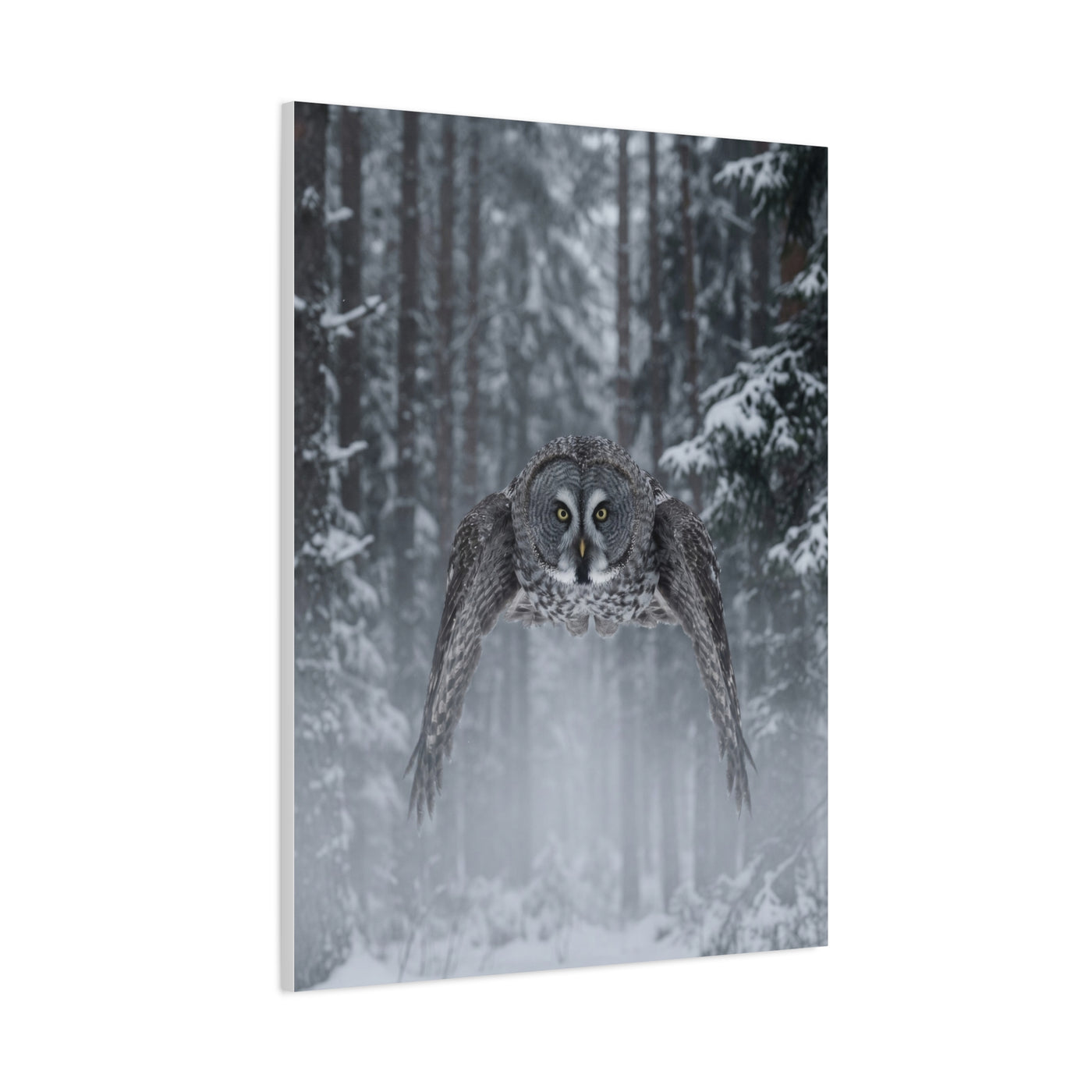 Great Grey Owl Winter Flight Wall Art & Canvas Print