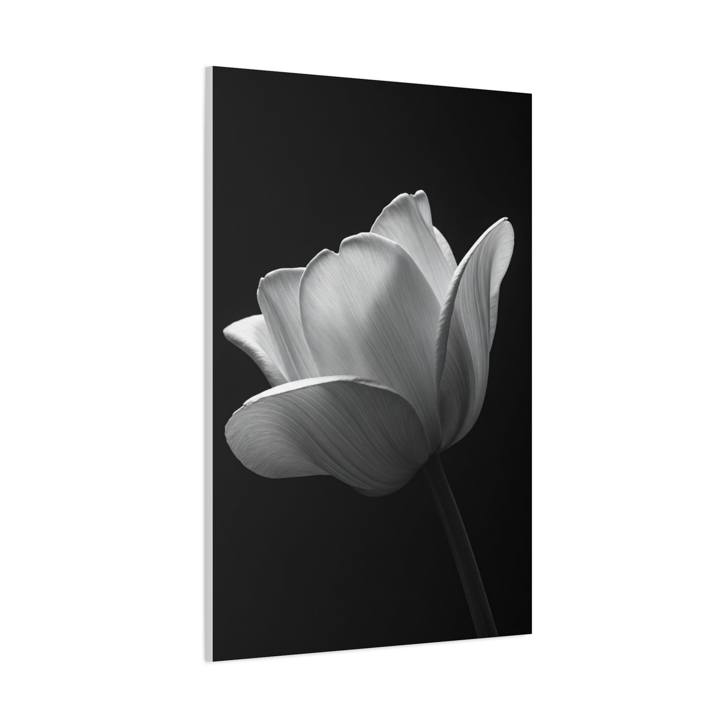 Orchid Symmetry in Black & White Wall Art & Canvas Prints