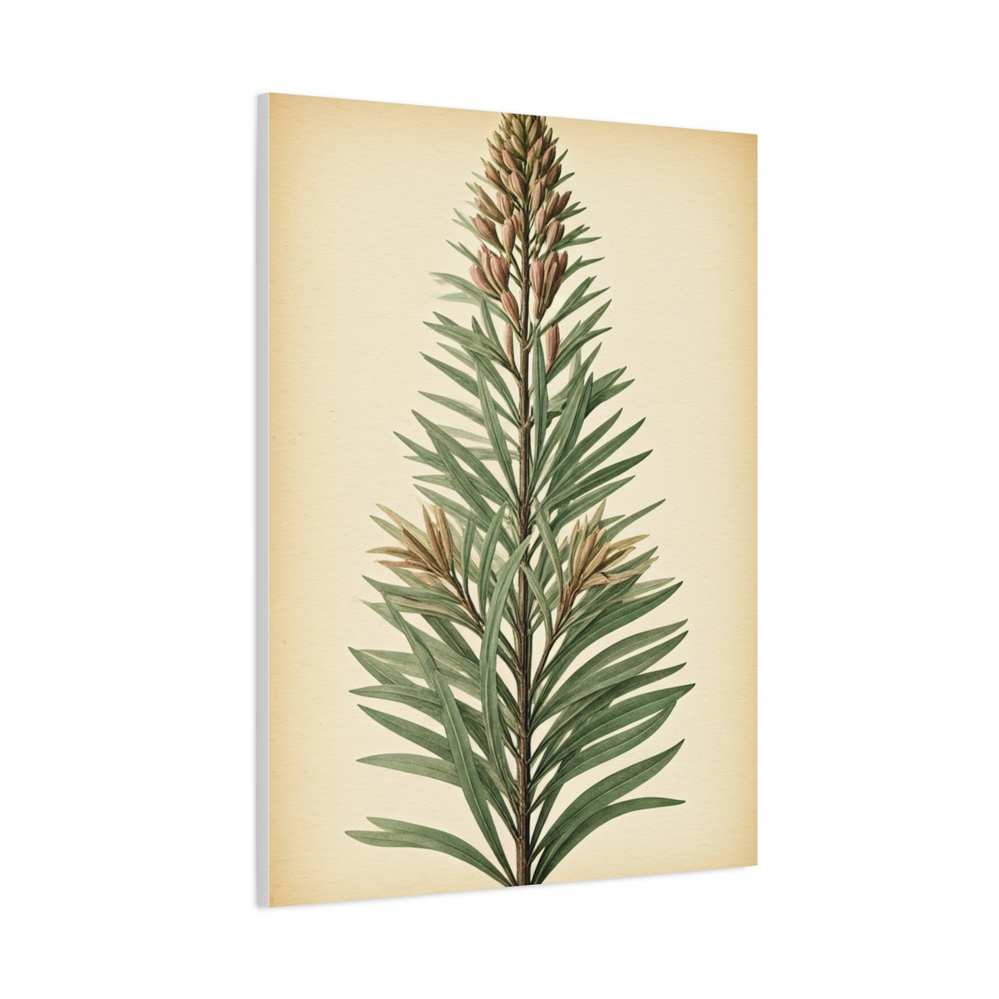 Vintage Fern Study Wall Art & Canvas Prints