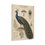 Antique Ornithology Peacock Illustration Wall Art & Canvas Print