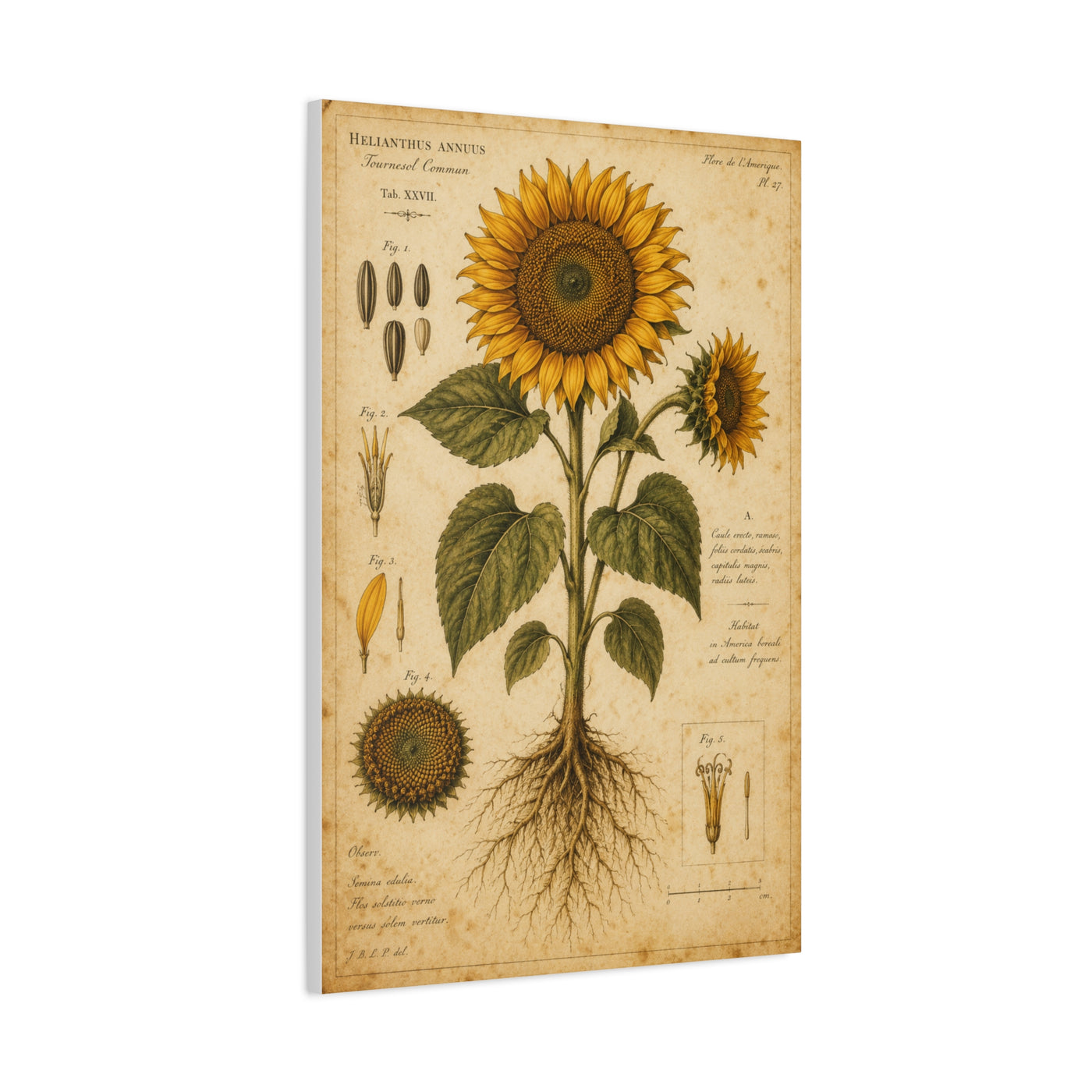 Vintage Botanical Sunflower Study Wall Art & Canvas Print