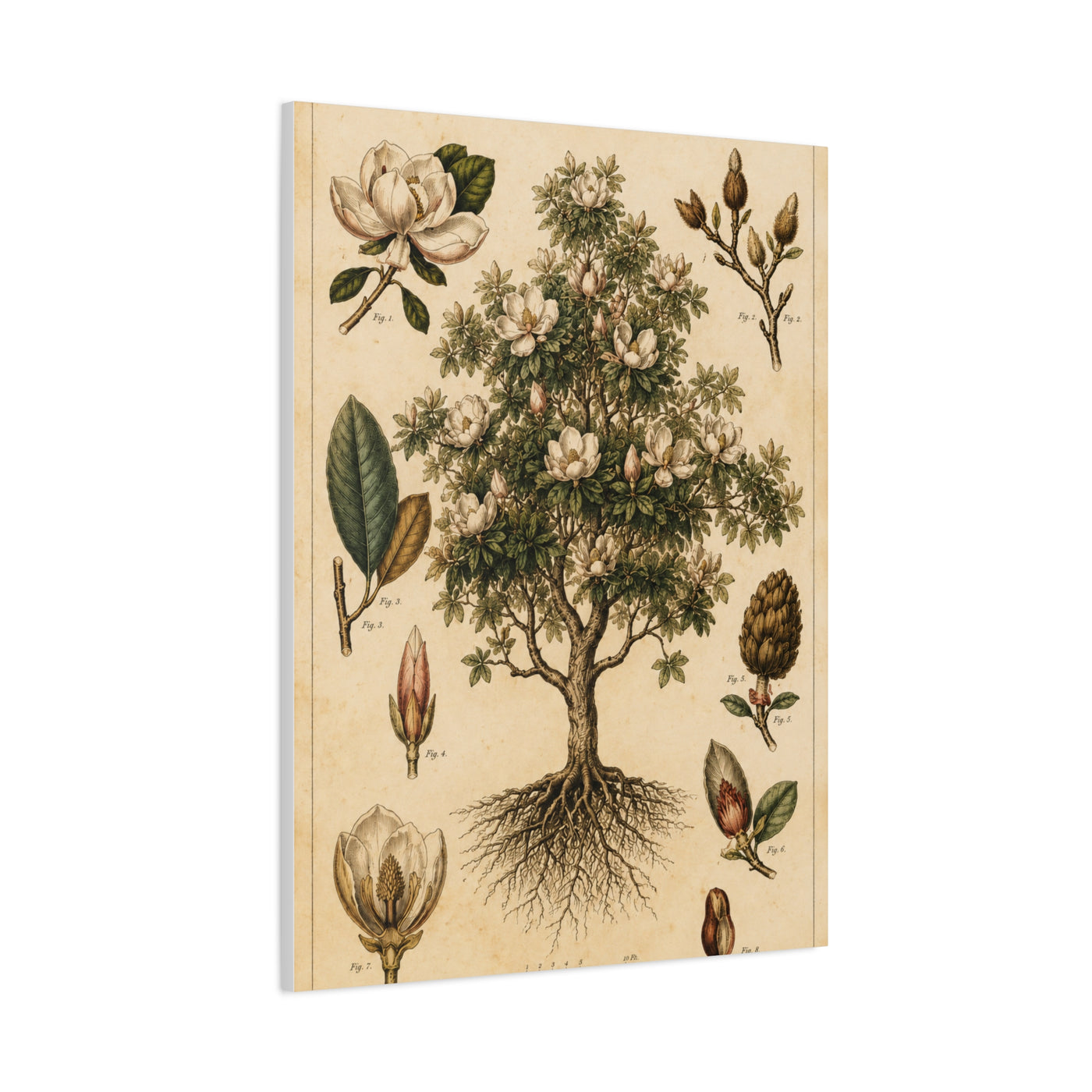 Vintage Magnolia Botanical Study Trees Wall Art & Canvas Print
