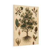 Vintage Magnolia Botanical Study Trees Wall Art & Canvas Print