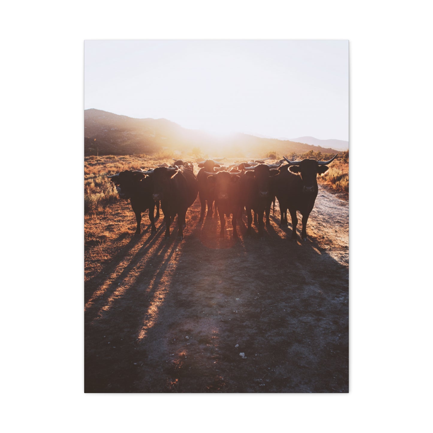 Sunset Bull Herd Silhouette Wall Art & Canvas Print