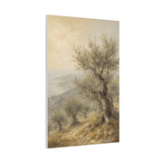Mediterranean Olive Grove Light Trees Wall Art & Canvas Print