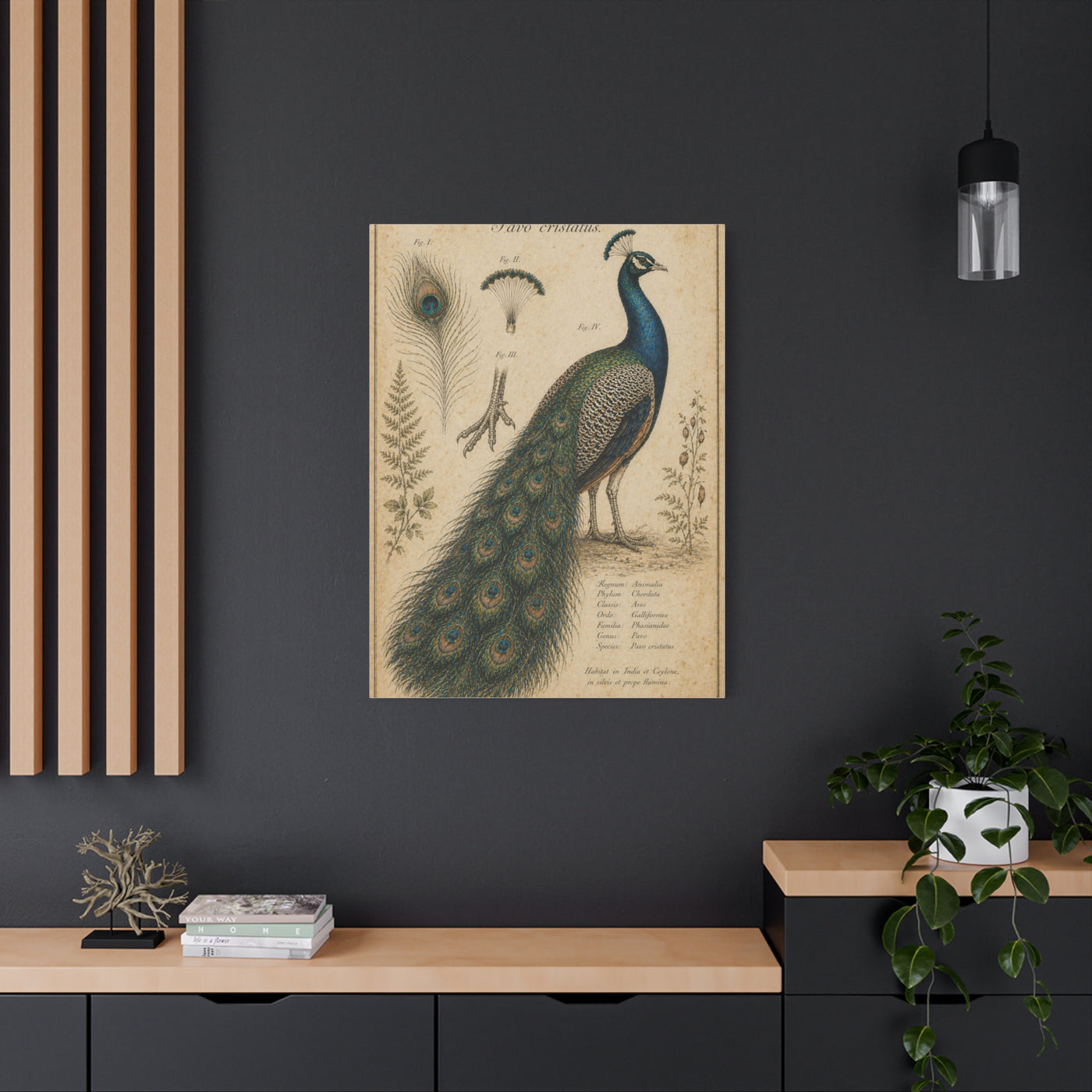 Victorian Scientific Peacock Study Wall Art & Canvas Print