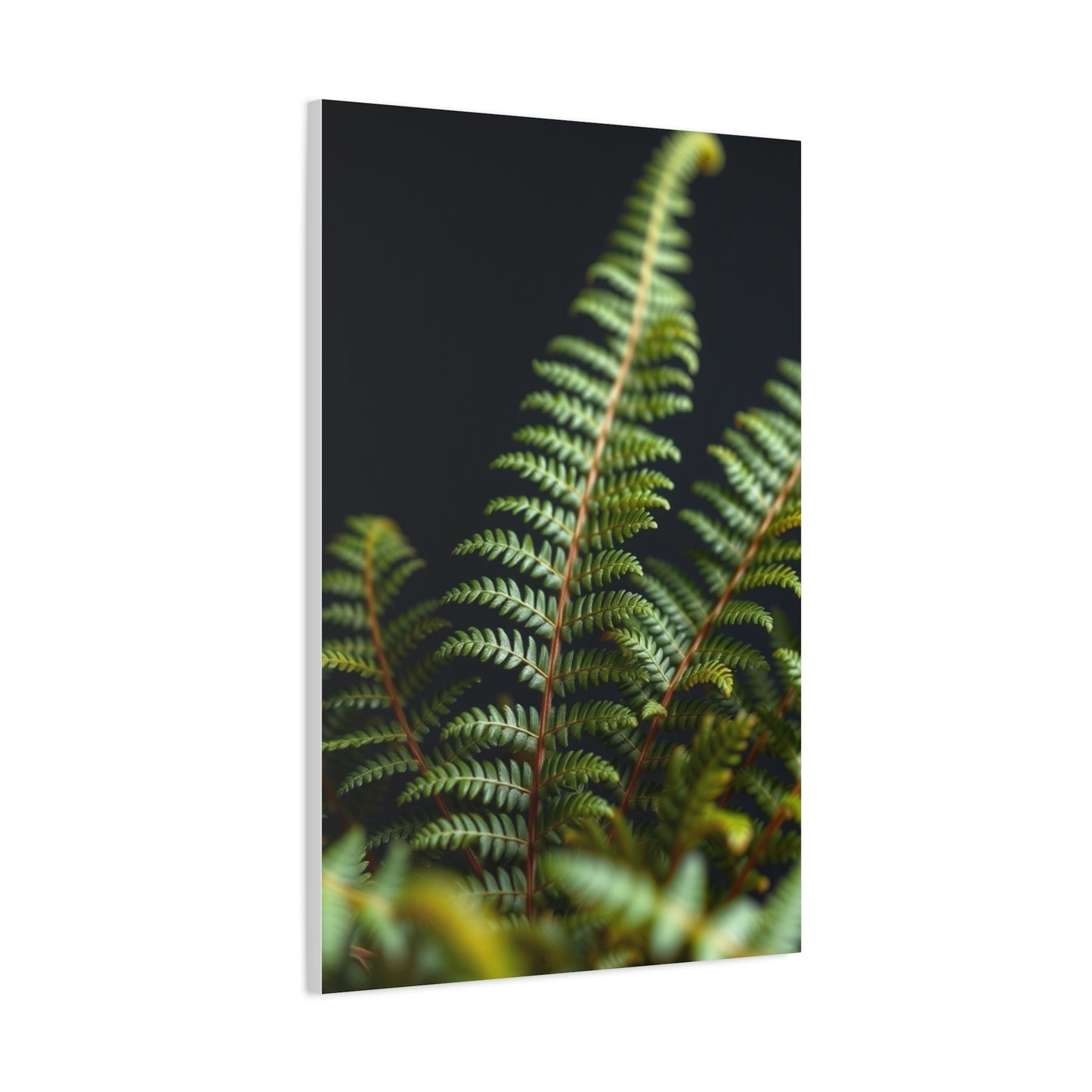 Fern Art Supreme Canvas Wall Art & Canvas Print