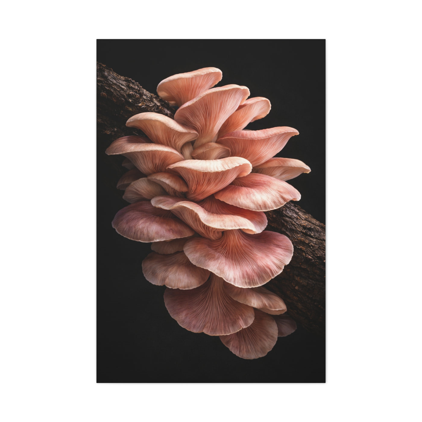 Blush Pink Oyster Mushroom Macro Study Wall Art & Canvas Print