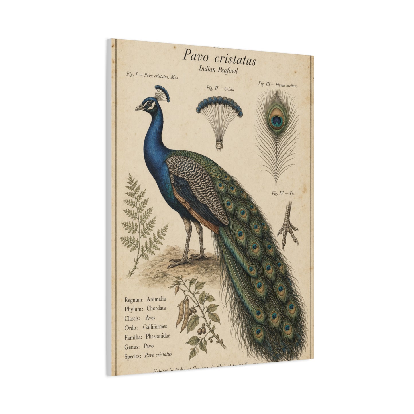 Antique Ornithology Peacock Illustration Wall Art & Canvas Print