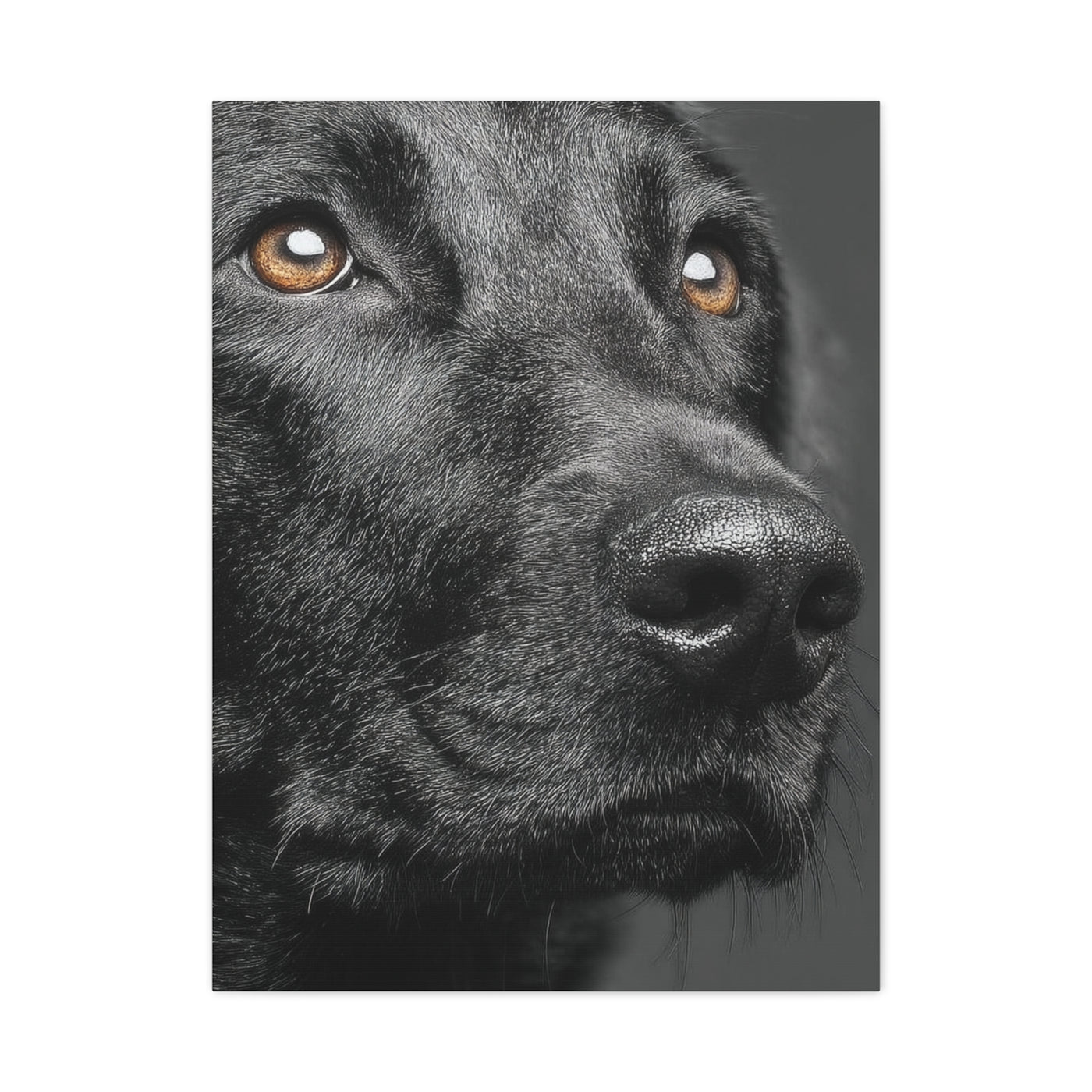 Black Labrador Fine Art Close-Up Wall Art & Canvas Print