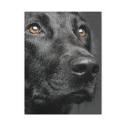 Black Labrador Fine Art Close-Up Wall Art & Canvas Print