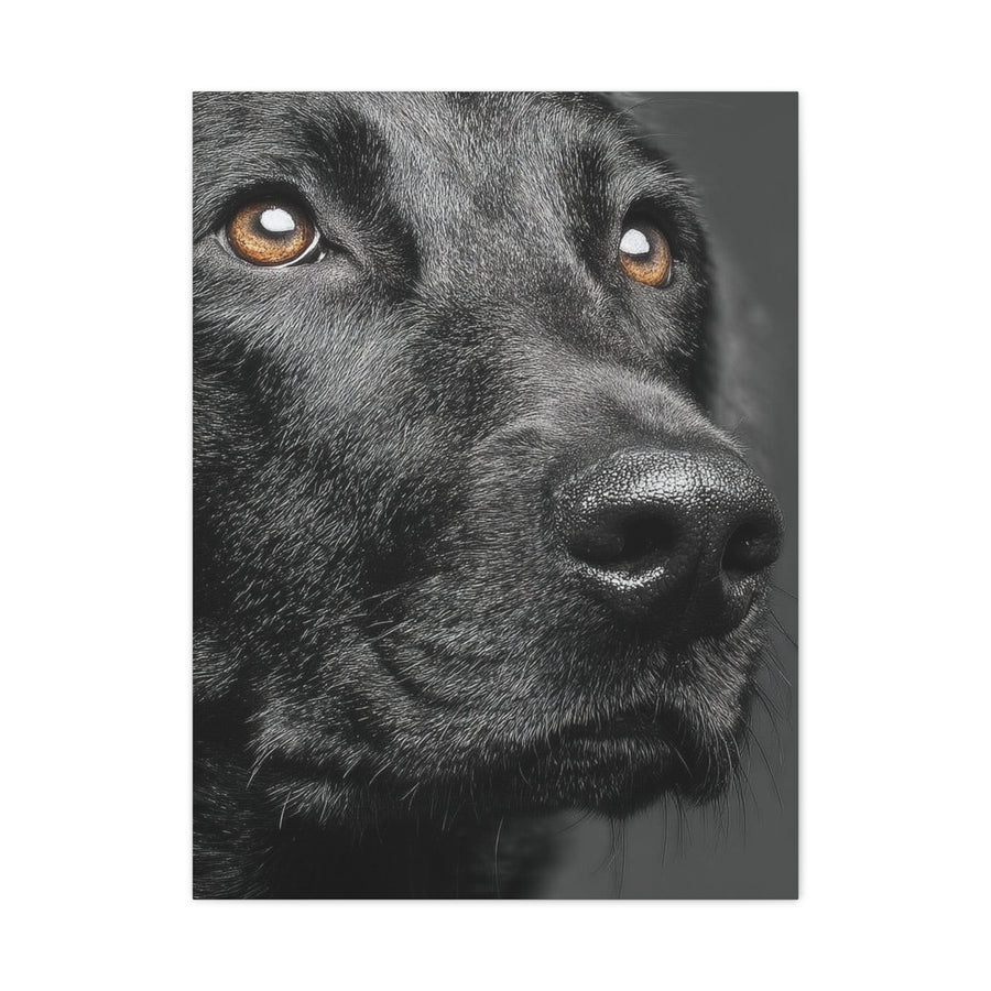 Black Labrador Fine Art Close-Up Wall Art & Canvas Print