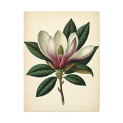 Magnolia Flower Cross Section Wall Art & Canvas Prints
