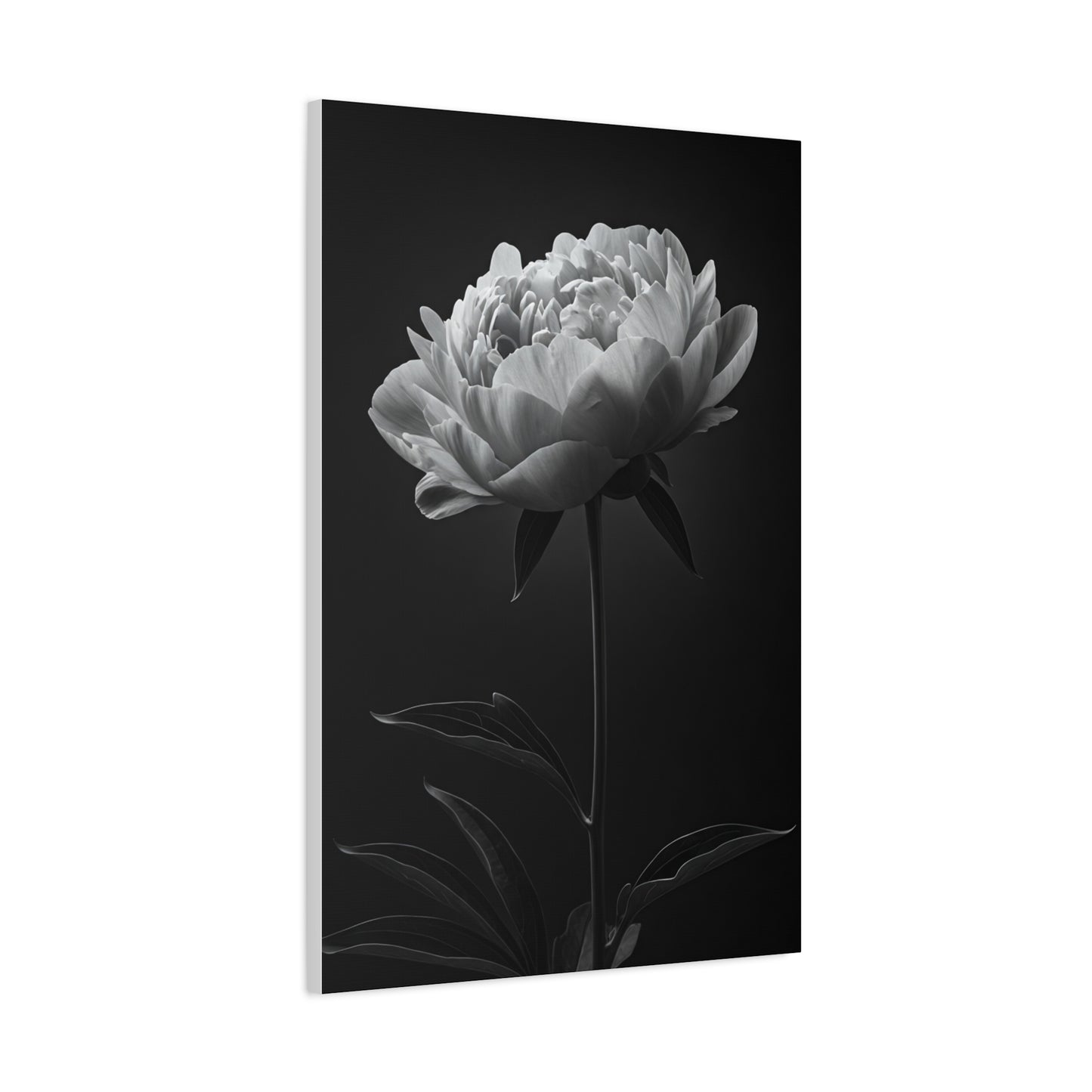 Peony Elegance in Monochrome Wall Art & Canvas Prints