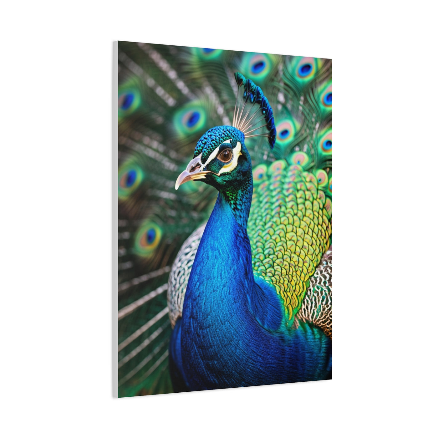 Vibrant Peacock Portrait Wall Art & Canvas Prints