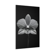 Orchid Serenity Study Wall Art & Canvas Prints