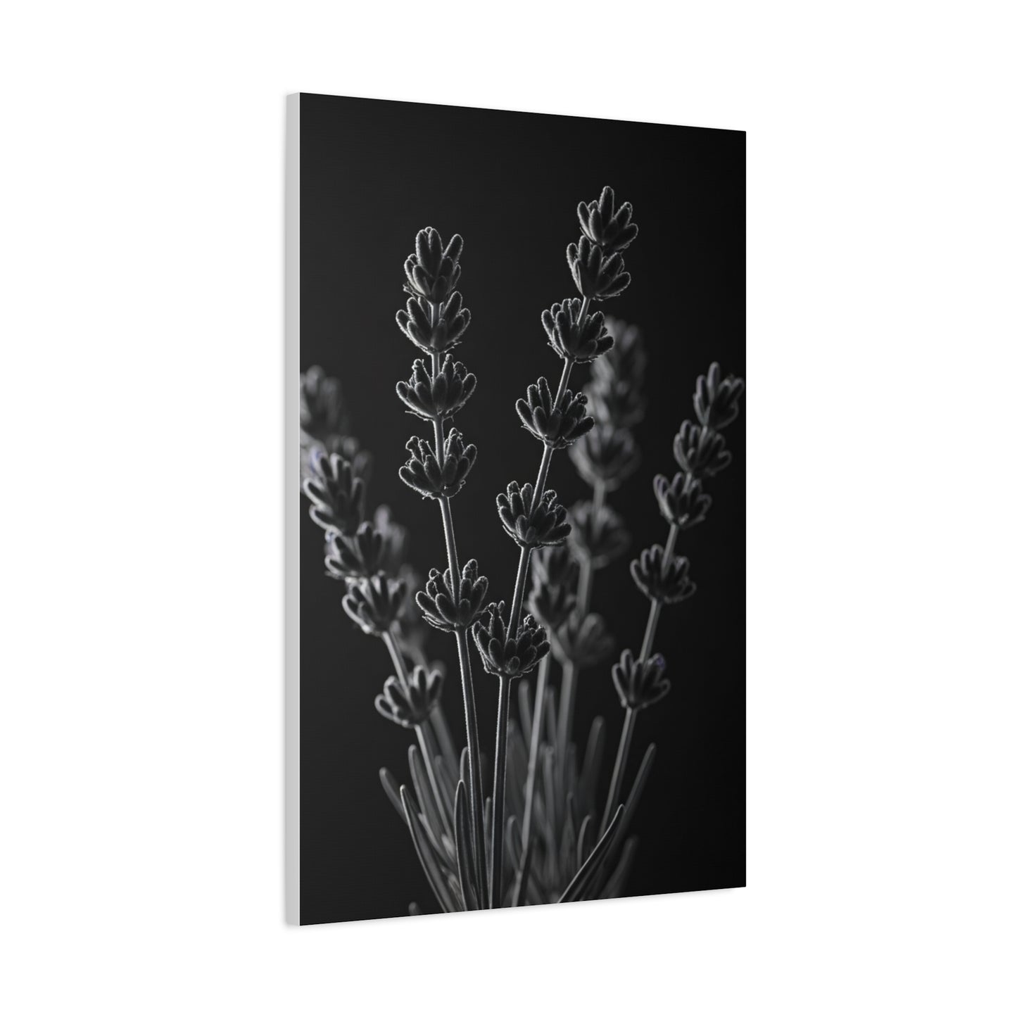 Lavender Silhouette Study Wall Art & Canvas Prints