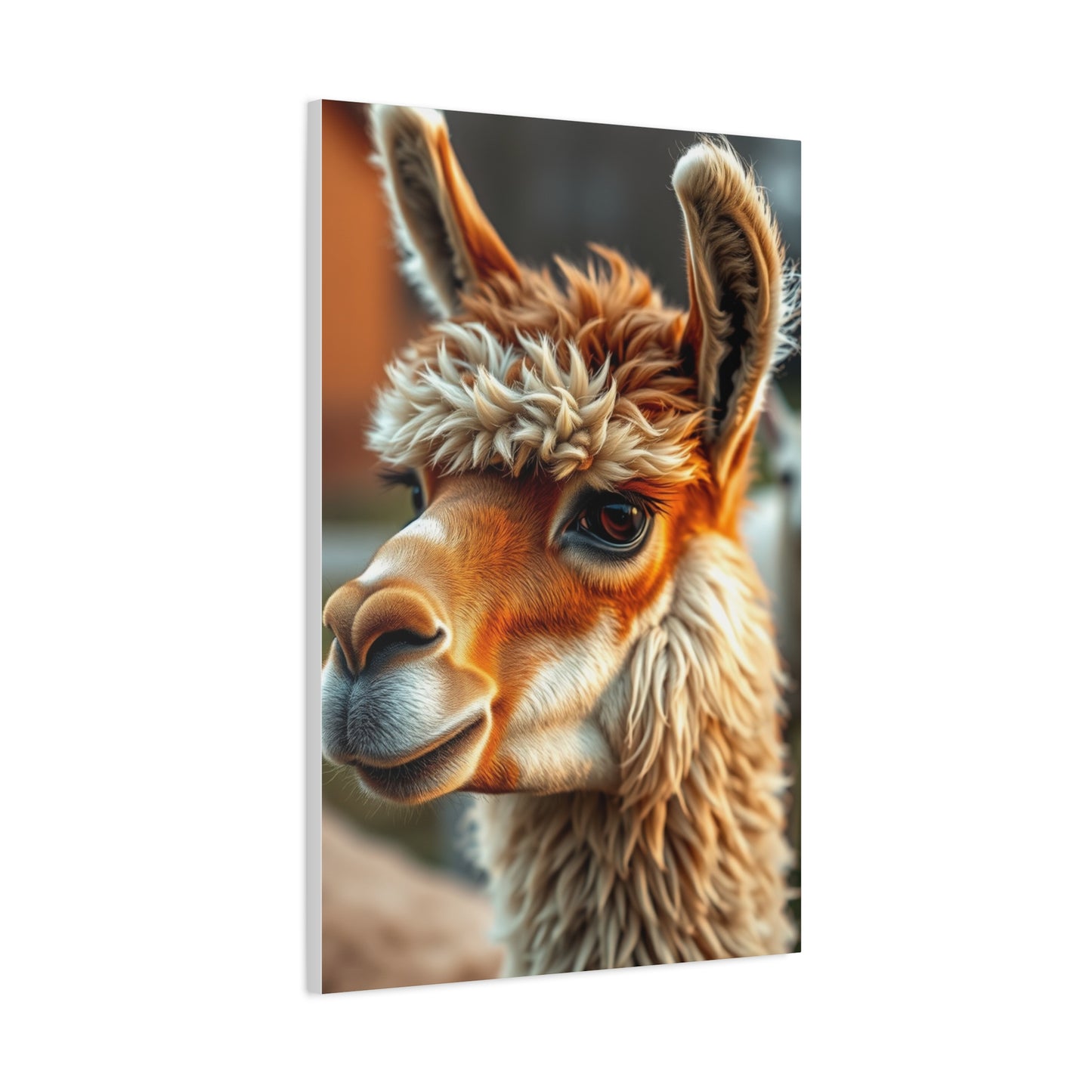 Llama & Alpaca Art Supreme Gallery Wall Art & Canvas Print