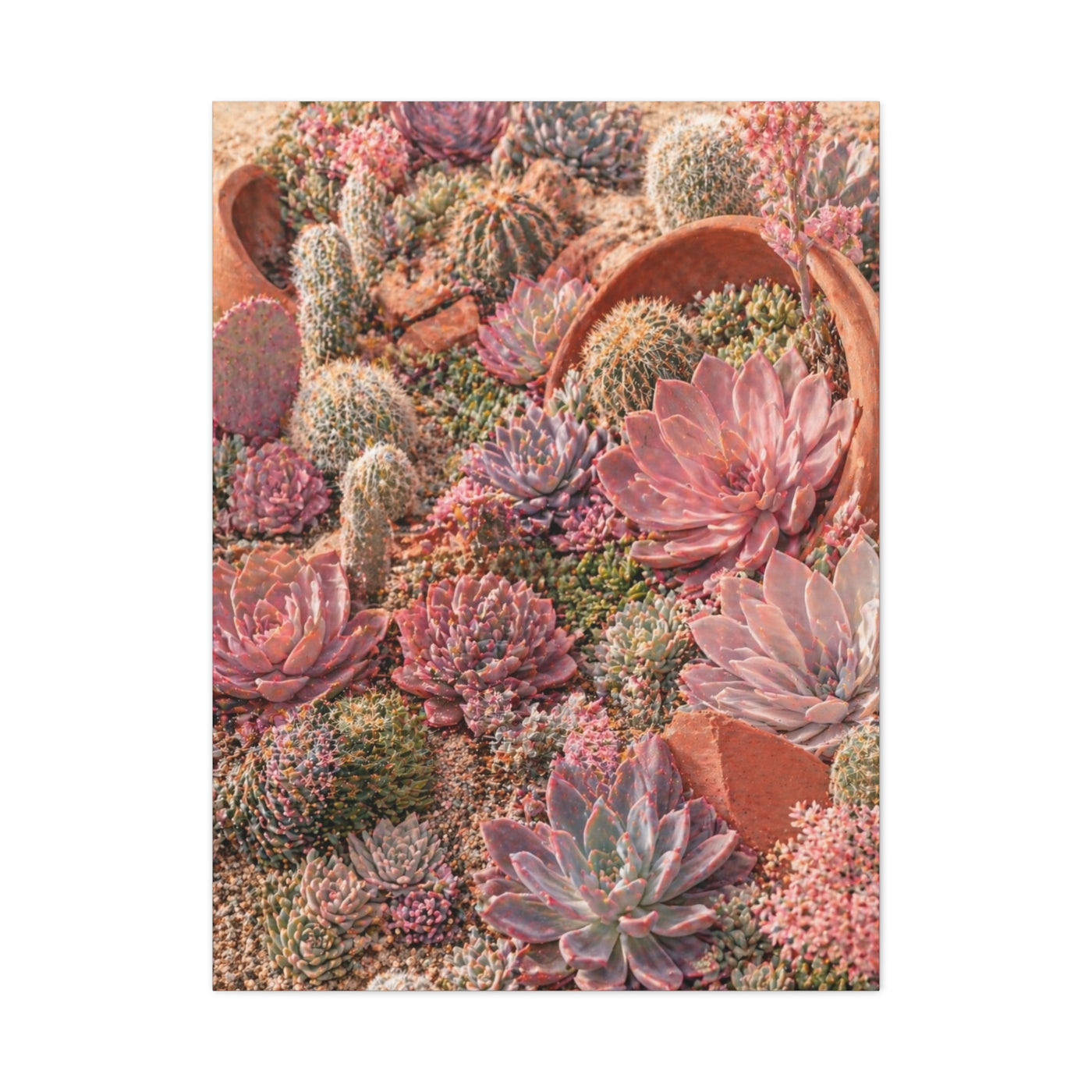 Pink Succulent Garden Wall Art & Canvas Print