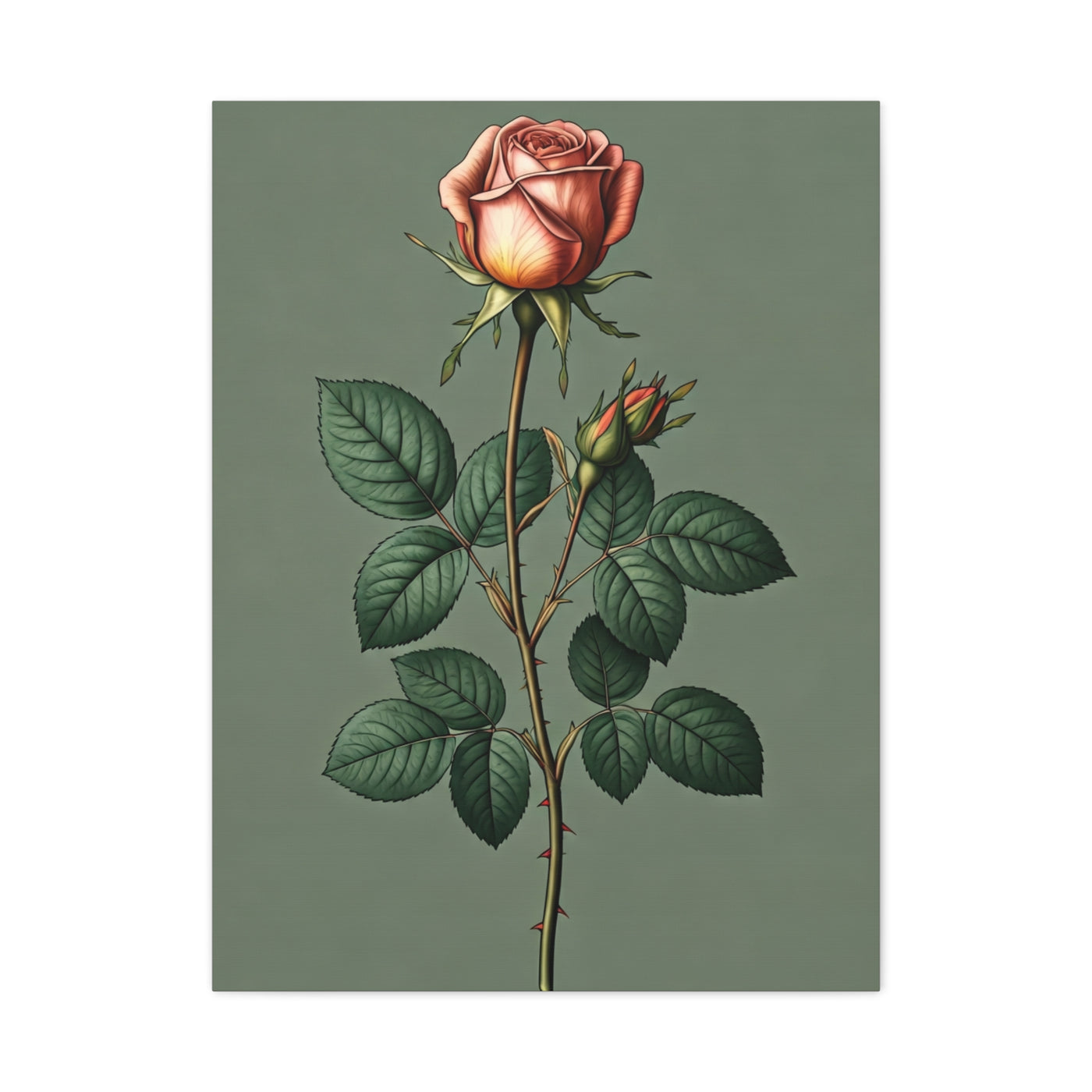 Vintage Rose Study Illustration Wall Art & Canvas Prints