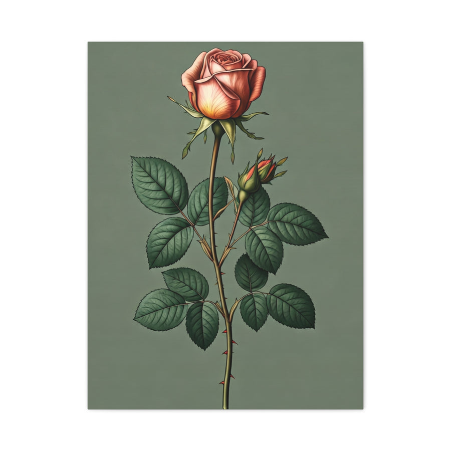 Vintage Rose Study Illustration Wall Art & Canvas Prints