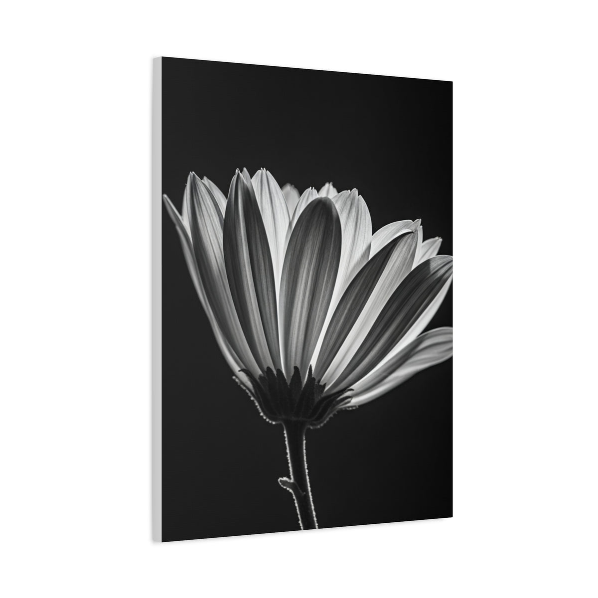 Classic Gerbera Bloom in Shadow Wall Art & Canvas Prints