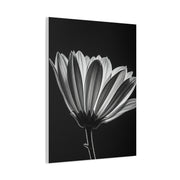 Classic Gerbera Bloom in Shadow Wall Art & Canvas Prints