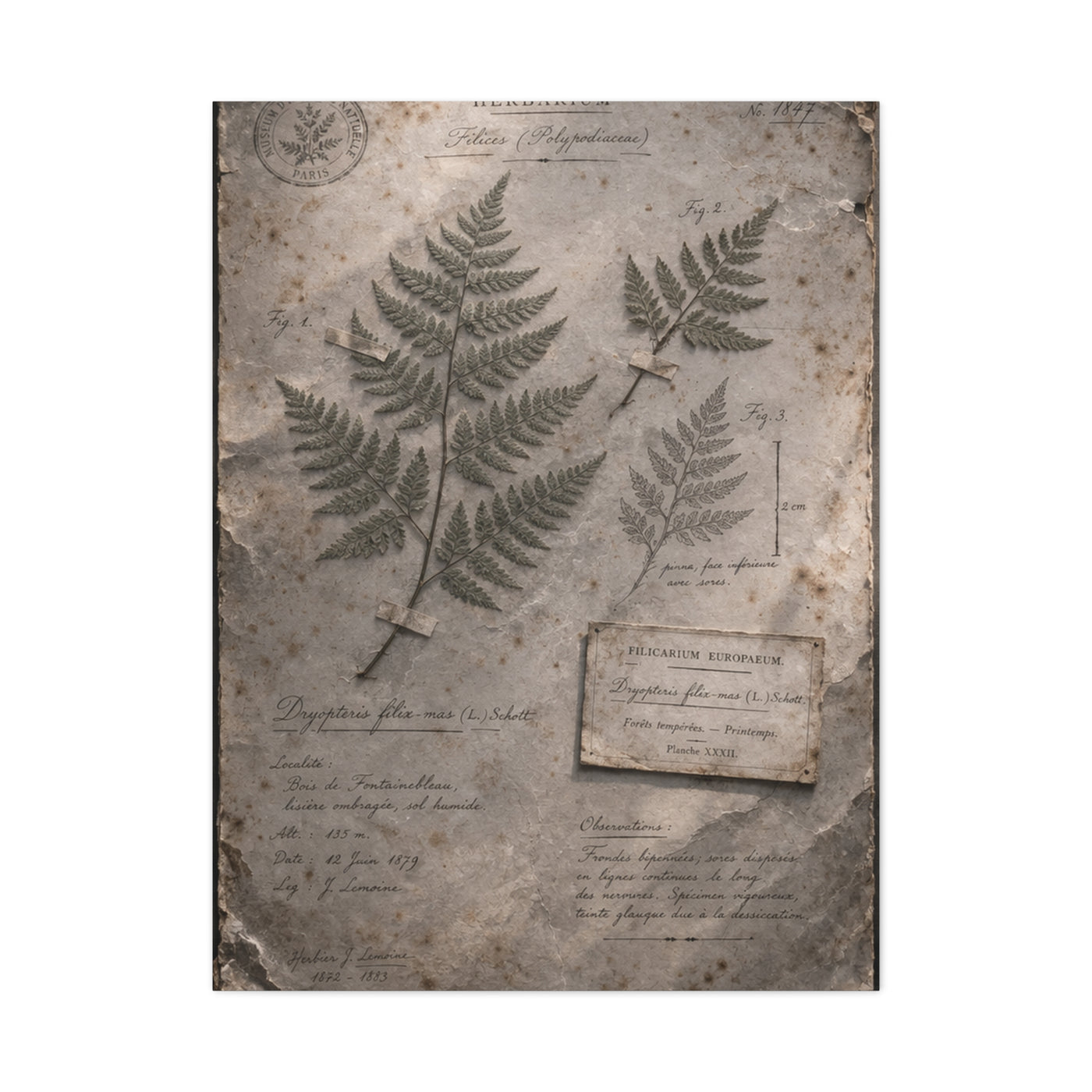 Antique Fern Herbarium Archive Wall Art & Canvas Print