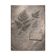 Antique Fern Herbarium Archive Wall Art & Canvas Print