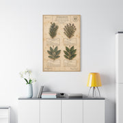 Vintage Herbarium Culinary Study Wall Art & Canvas Print