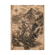 Antique Alpine Flora Engraving Wall Art & Canvas Print