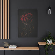 Dark Crimson Rose Still Life Wall Art & Canvas Print