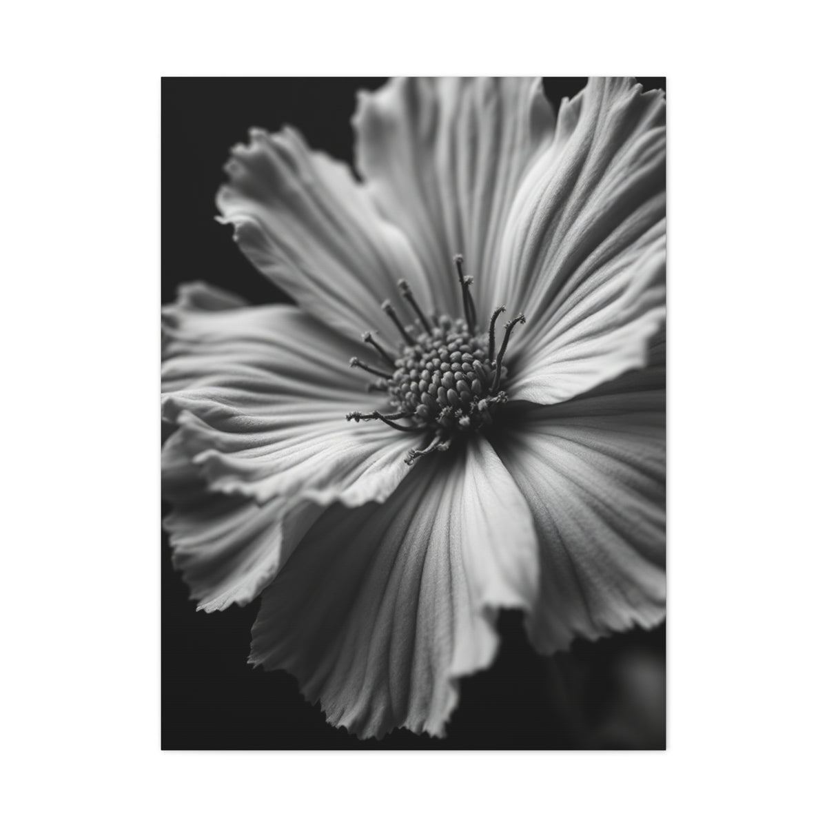 Dramatic Monochrome Cosmos Bloom Wall Art & Canvas Prints