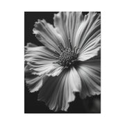 Dramatic Monochrome Cosmos Bloom Wall Art & Canvas Prints