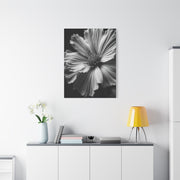Dramatic Monochrome Cosmos Bloom Wall Art & Canvas Prints