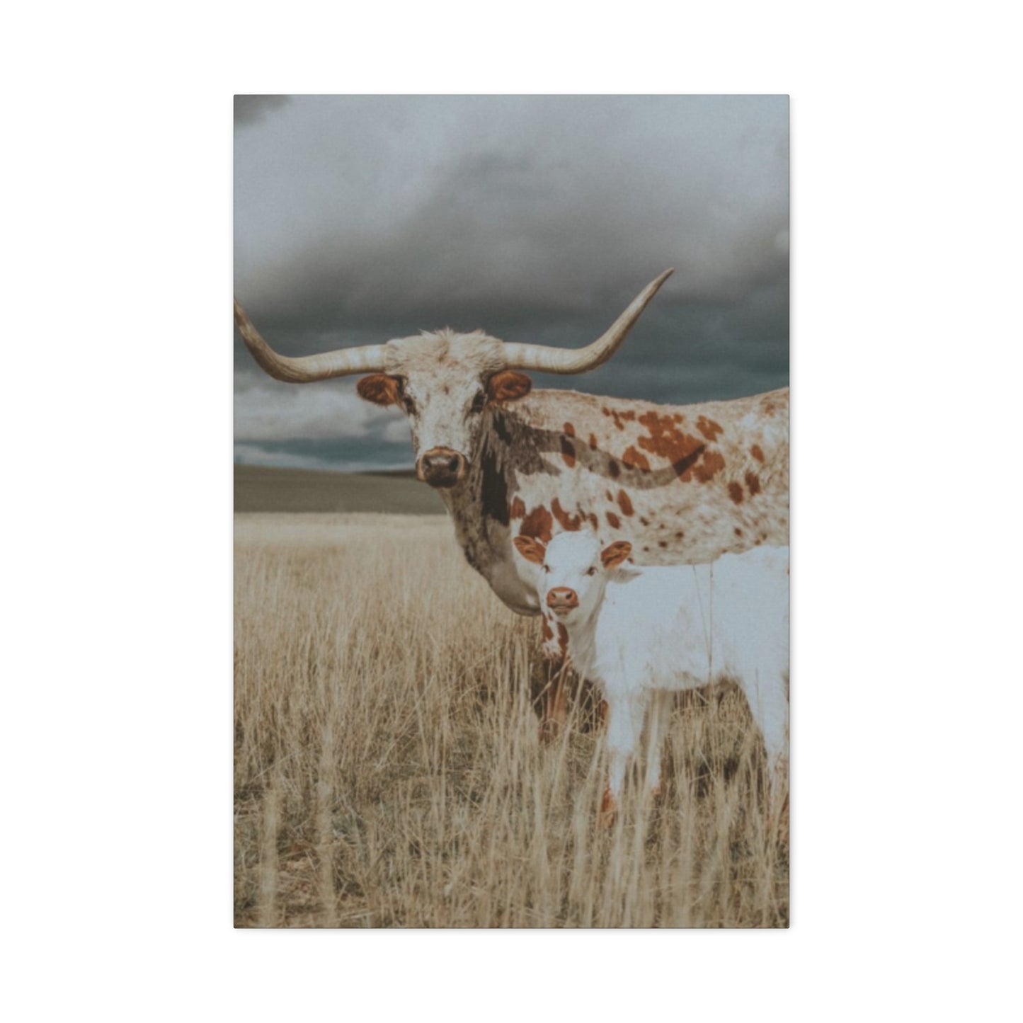 Wild Buffalo Family Longhorn Photos Wall Art & Canvas Prints