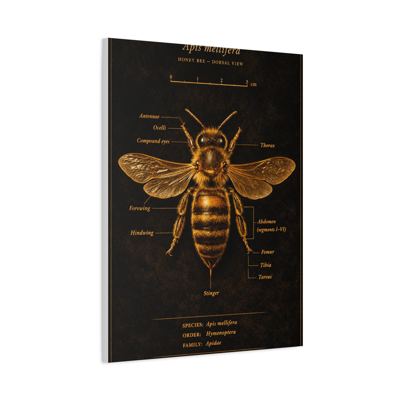 Gold Bee Entomology Study Wall Art & Canvas Print